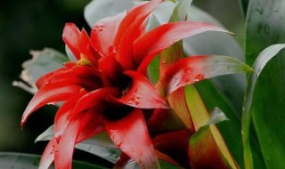 鸿运当头什么时候开花(鸿运当头从什么时候开花到什么时候结束)