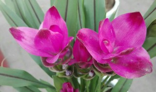 姜荷花盆栽的花期多久（姜荷花的花期是几月）