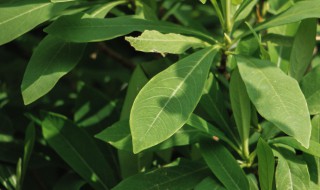 结香花什么时候开花（结香几月份开花）