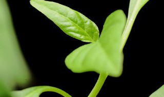 栀子花什么时候长花苞（栀子花几月出花苞）