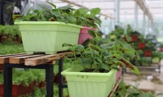 怎样盆栽树莓（树莓怎么盆栽）