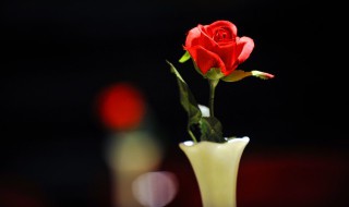 怎样的土适合盆栽玫瑰(玫瑰用什么土栽培最好)