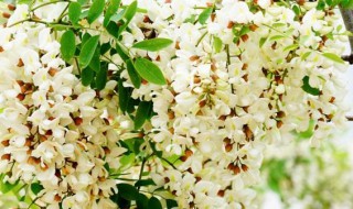 槐花的长期保存方法（槐花怎么保存时间久）