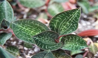 如何种好金线莲 金线莲怎么栽种