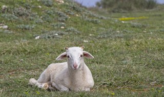 全羊怎么烤好吃(怎样烤全羊)