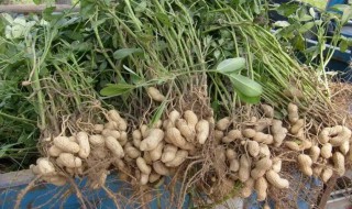 花生后期保存方法（花生的保存方法）