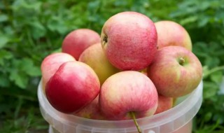 苹果放微波炉可以吗 整个苹果可以放微波炉加热吗