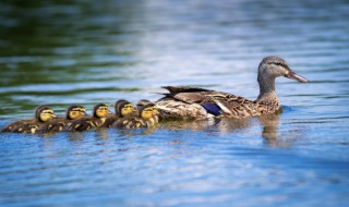 烤生鸭子怎么做才好吃 烤好鸭子怎么做好吃