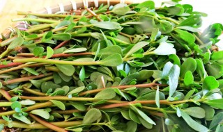 蒸马齿苋菜的做法（蒸马齿苋菜的做法大全视频）