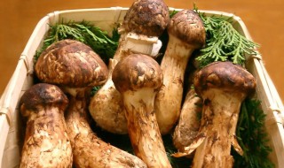 松茸冷库保存方法（松茸冷藏保存方法）