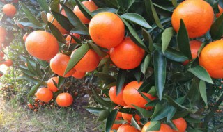 红桔冬天保存方法（橘红如何保存）
