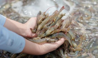 虾怎么样煮才好吃（虾怎么煮才好吃呢）