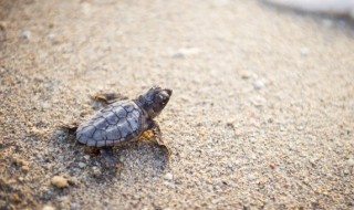 梦见抓王八是什么意思(梦见抓王八是什么预兆)