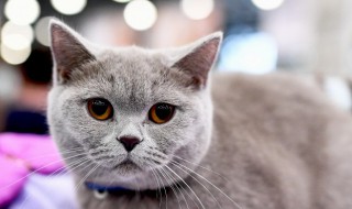 怀孕梦见猫是什么意思 怀孕梦见猫是什么意思,好不好,代表什么