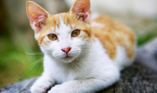 梦见打猫是什么意思周公解梦 梦见 打猫