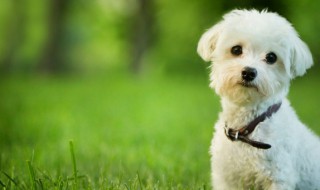 怀孕梦见狗是什么意思（怀孕梦见狗是什么意思咬自己）