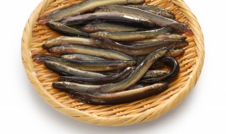 梦见很多泥鳅是什么意思(梦见很多泥鳅是什么意思周公解梦)