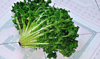 苦菊保存方法（苦菊洗了以后怎么保存啊?）