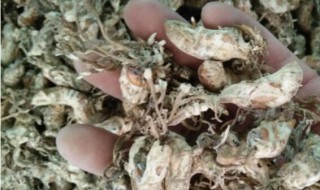 蝉花的保存方法 蝉花怎么食用方法