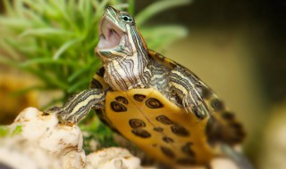 北方冬天巴西龟放鱼缸可以吗(冬天巴西龟放哪里养)