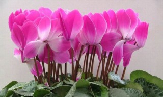 春季仙客来养殖方法和注意事项 春季仙客来怎么养