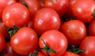 圣女果的保存方法（圣女果的保存方式）