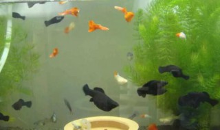 黑玛丽的养殖方法和注意事项 黑玛丽的养殖方法和注意事项有哪些