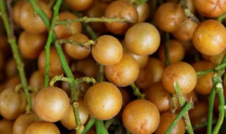 黄皮保存方法（黄皮保存时间）