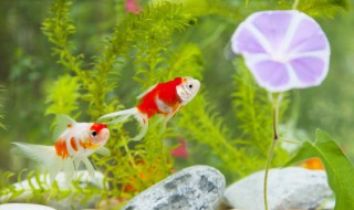 60cm裸缸适合养什么鱼（60cm裸缸适合养什么鱼地图鱼打架鱼鳞快掉没了）