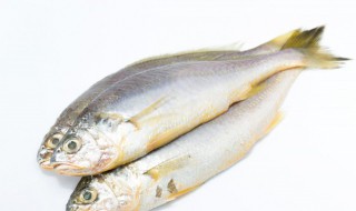 没杀的鱼放冰箱可以吗（鱼可以不杀直接放冰箱吗）