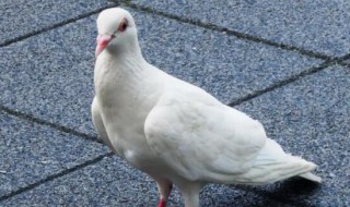 鸽子的保存方法 鸽子怎样保存