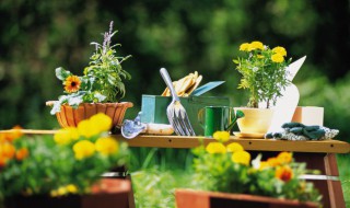 南阳台适合养什么植物 阳台适合养什么植物风水好