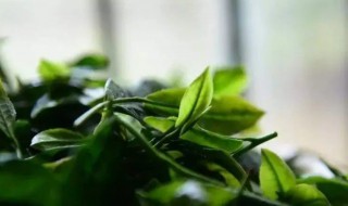 生茶的保存方法 生茶叶如何保鲜