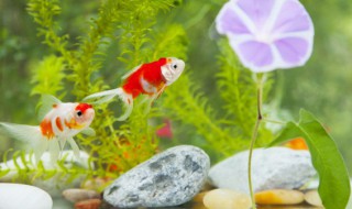 珊瑚砂适合养什么鱼（珊瑚砂适合养金鱼吗）