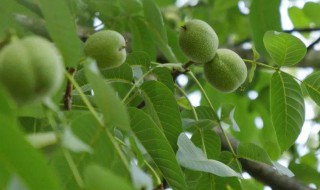 青核桃保存方法 青核桃仁怎么保存方法