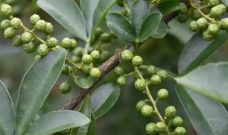 鲜花椒叶保存方法 干花椒叶怎么保存