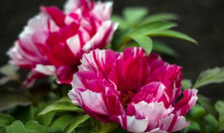 属猴适合养什么花(属猴适合养什么花招财)