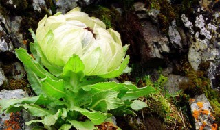 雪莲的保存方法（雪莲果怎么保存）