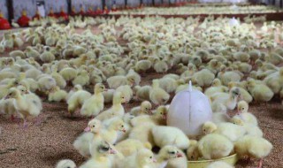 与公司合作养殖应该注意什么（合伙开养殖场要注意什么）