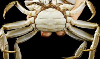 咸蟹保存方法（咸蟹的保存方法）