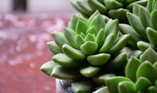 星多肉的养殖方法和注意事项 小米星多肉的养殖方法和注意事项
