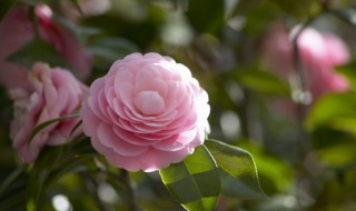 茶花的养殖方法和注意（茶花的养殖方法和注意事项在北方能过冬吗）