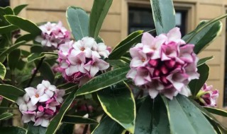 金记香养殖方法和注意事项(金记食品股份有限公司)