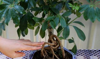 树缠树的养殖方法和注意事项(冬季缠树方法)