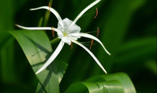 蜘蛛兰的养殖方法与注意事项（蜘蛛兰生长环境）