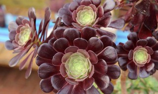 紫羊绒养殖注意事项（紫羊绒用什么土种植）