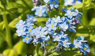 星尘的养殖方法和注意事项 星尘的养殖方法和注意事项视频