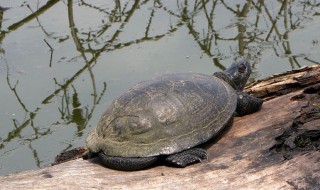 甲鱼养殖方法及注意事项（甲鱼的养殖条件及饲养管理）