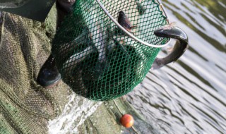 养殖注意事项 多肉植物养殖注意事项