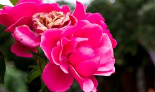 园林月季花养殖方法和注意事项 园林月季花养殖方法和注意事项视频